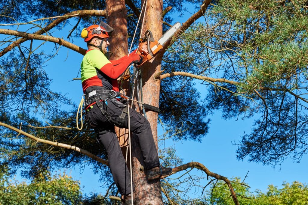 Lumberjack with saw and harness climbing a tree