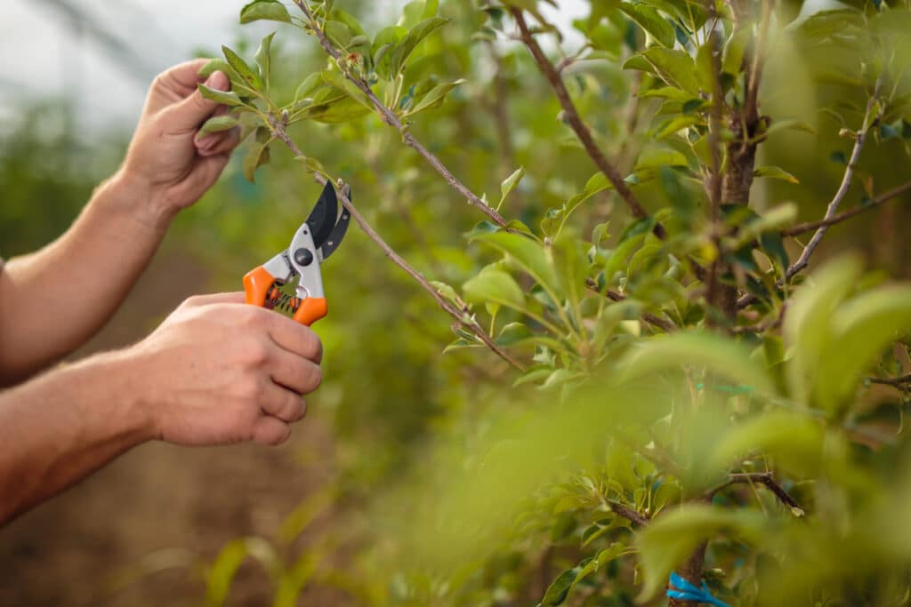 Pruning shears in the garden in early spring