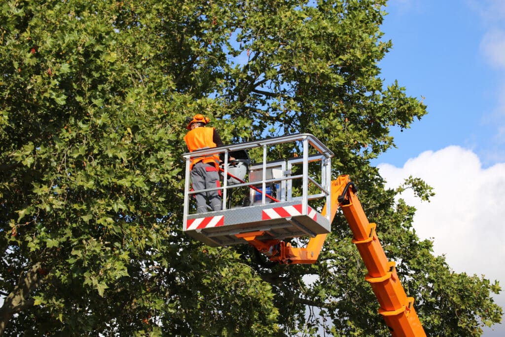 Tree cutting, tree care