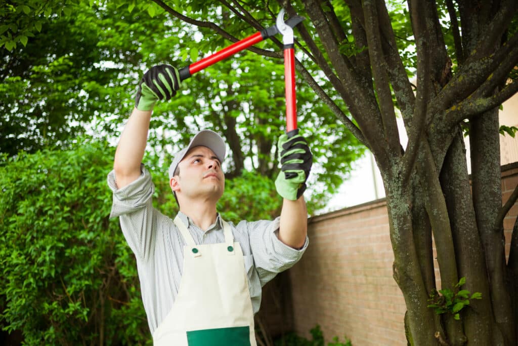 Professional gardener pruning a tree