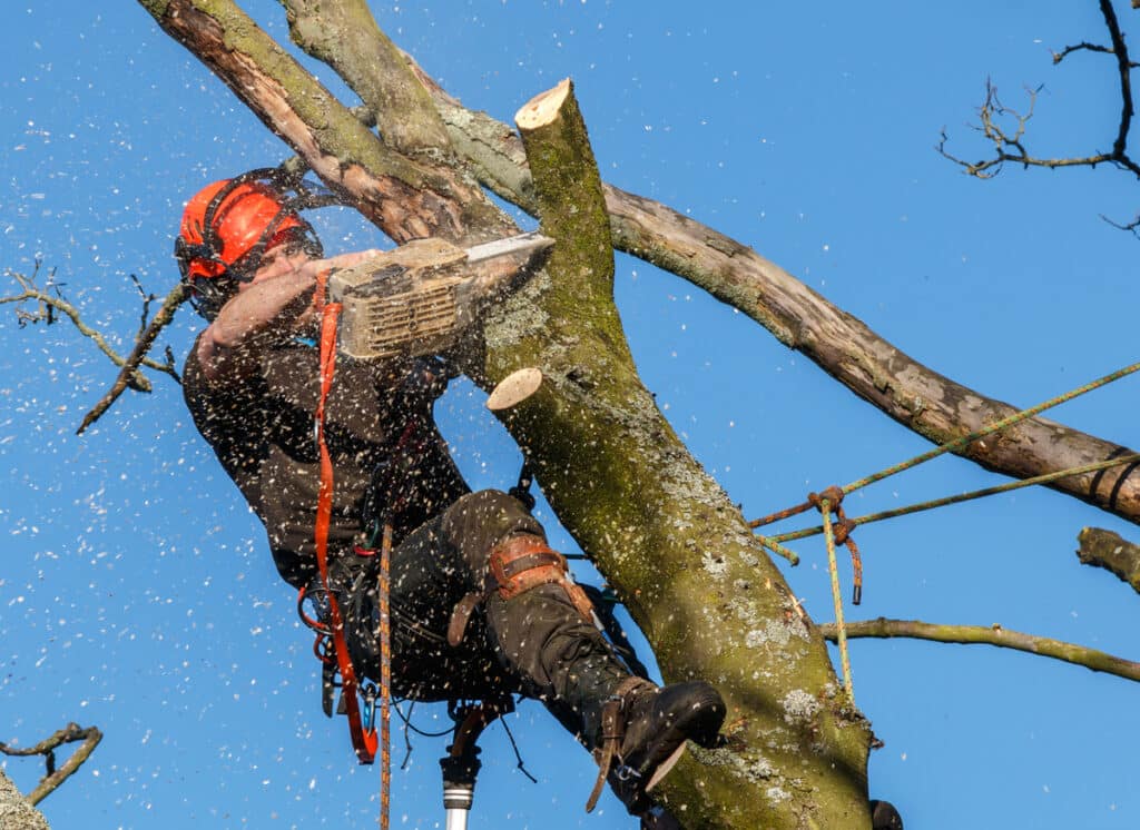 Chainsaw in use by a tree surgeon high up in a tree being felled. Sawdust and chippings are flying through the air