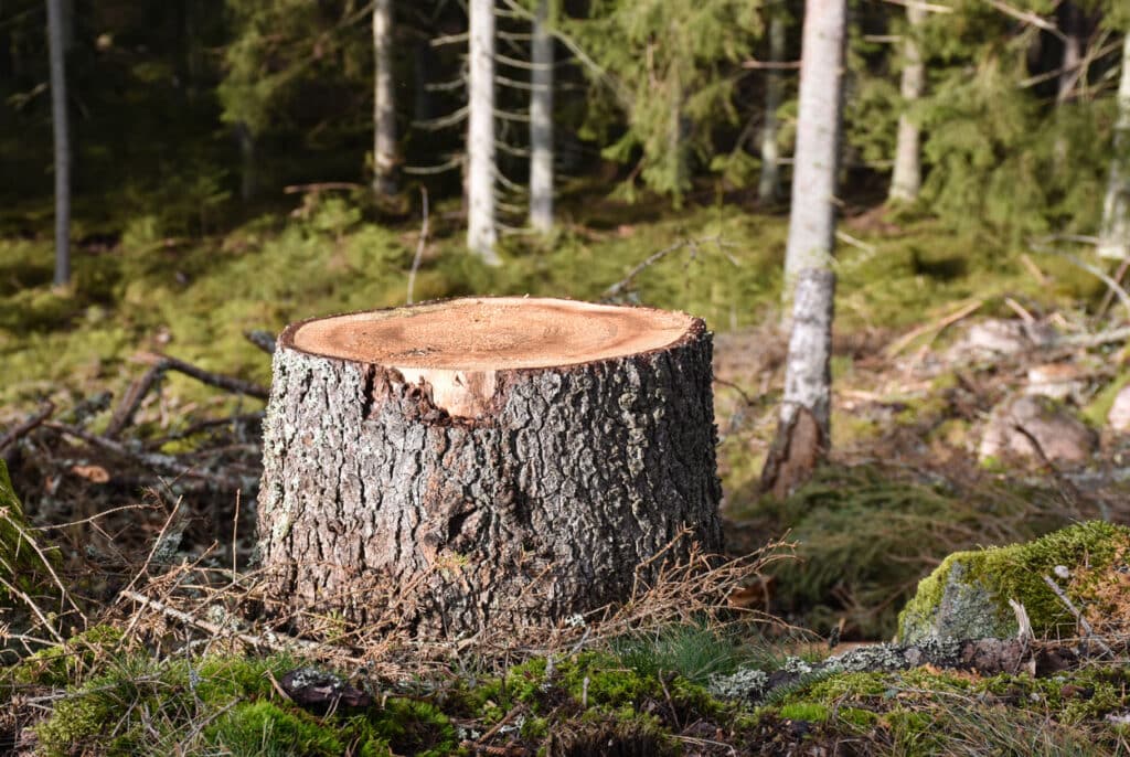 Tree stump close up in a coniferous forest