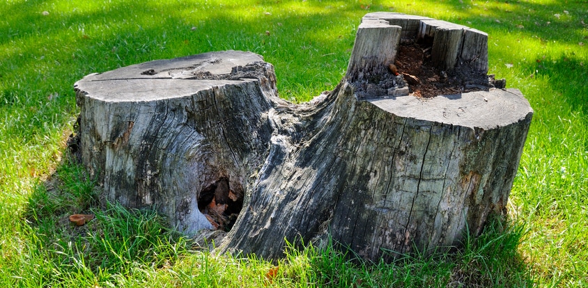 Old tree stump