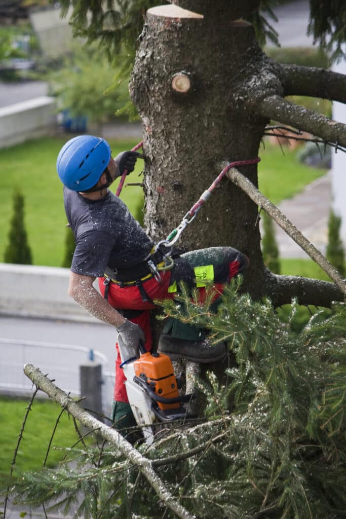 forestry worker at work