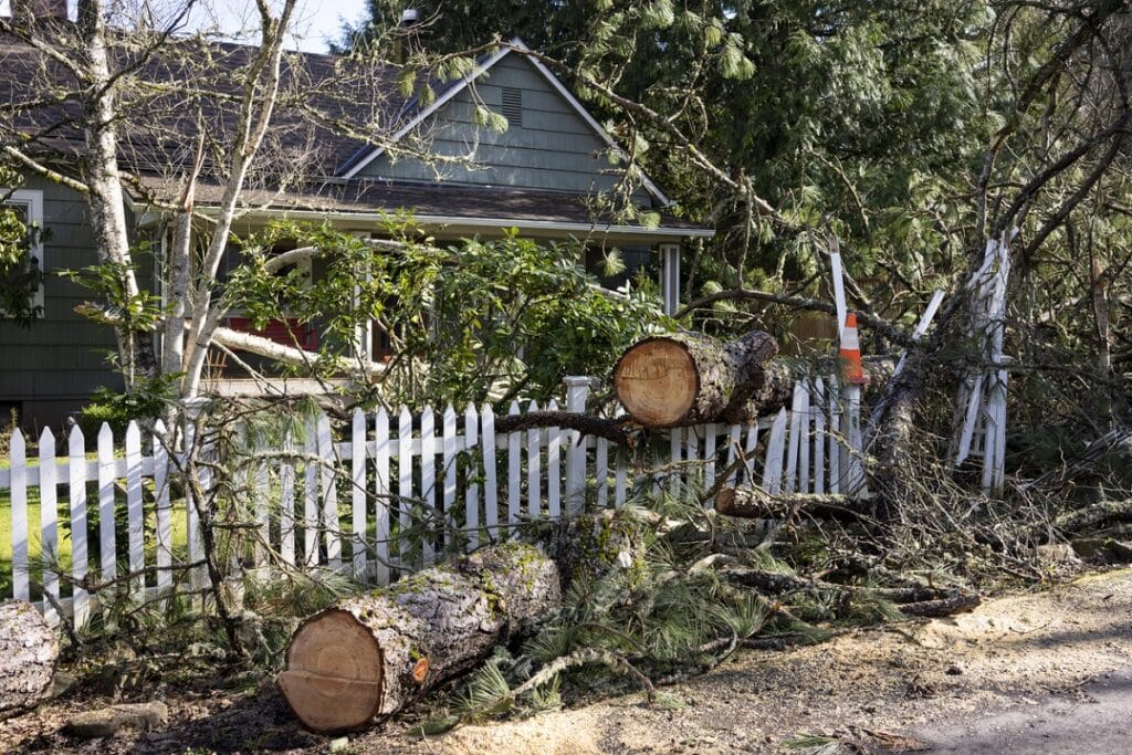 tree cut into sections