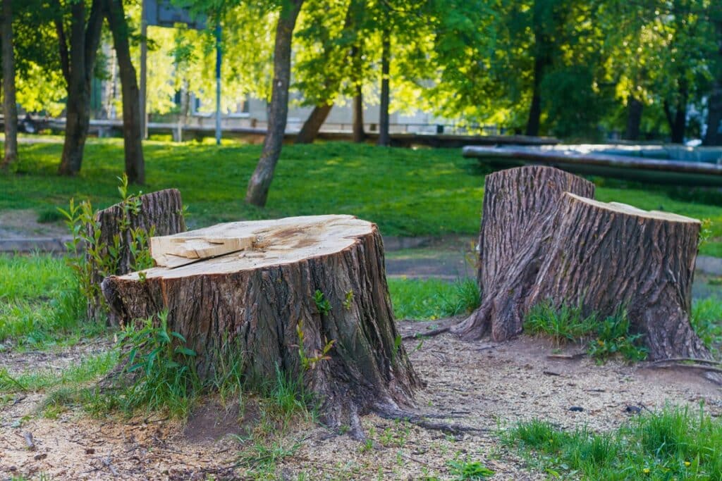 stump from a huge tree