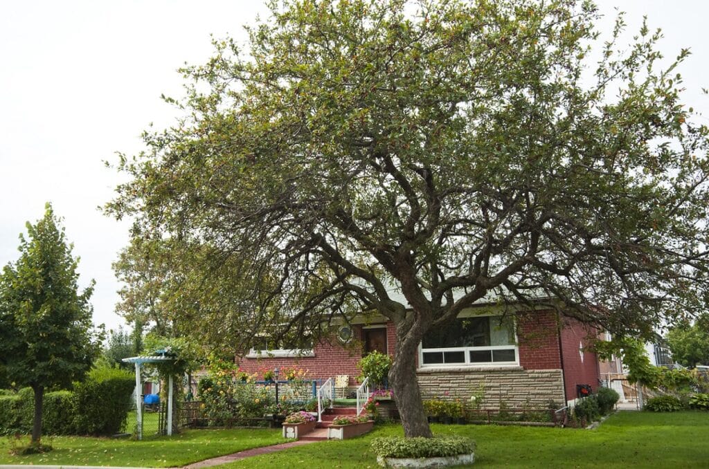 large tree in front of house