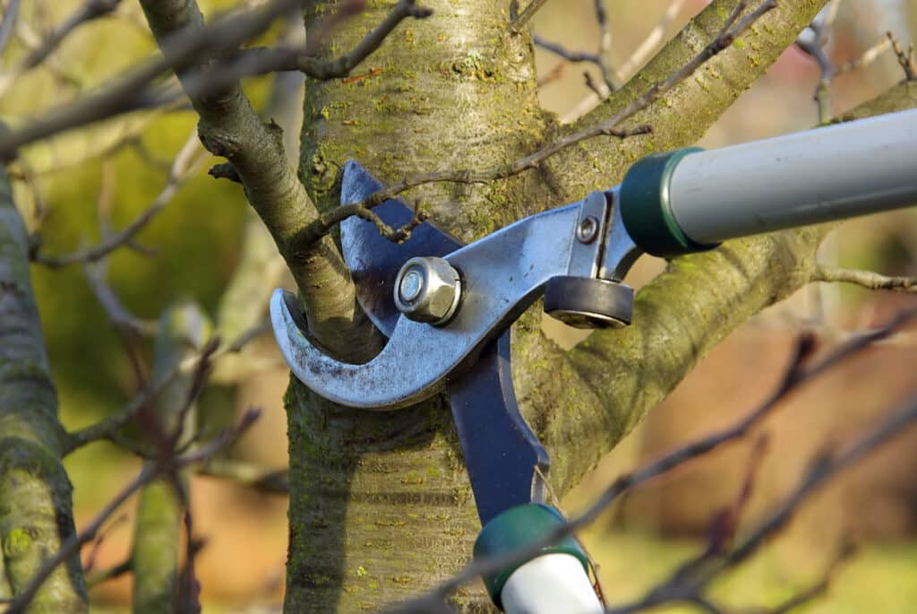 cutting a tree